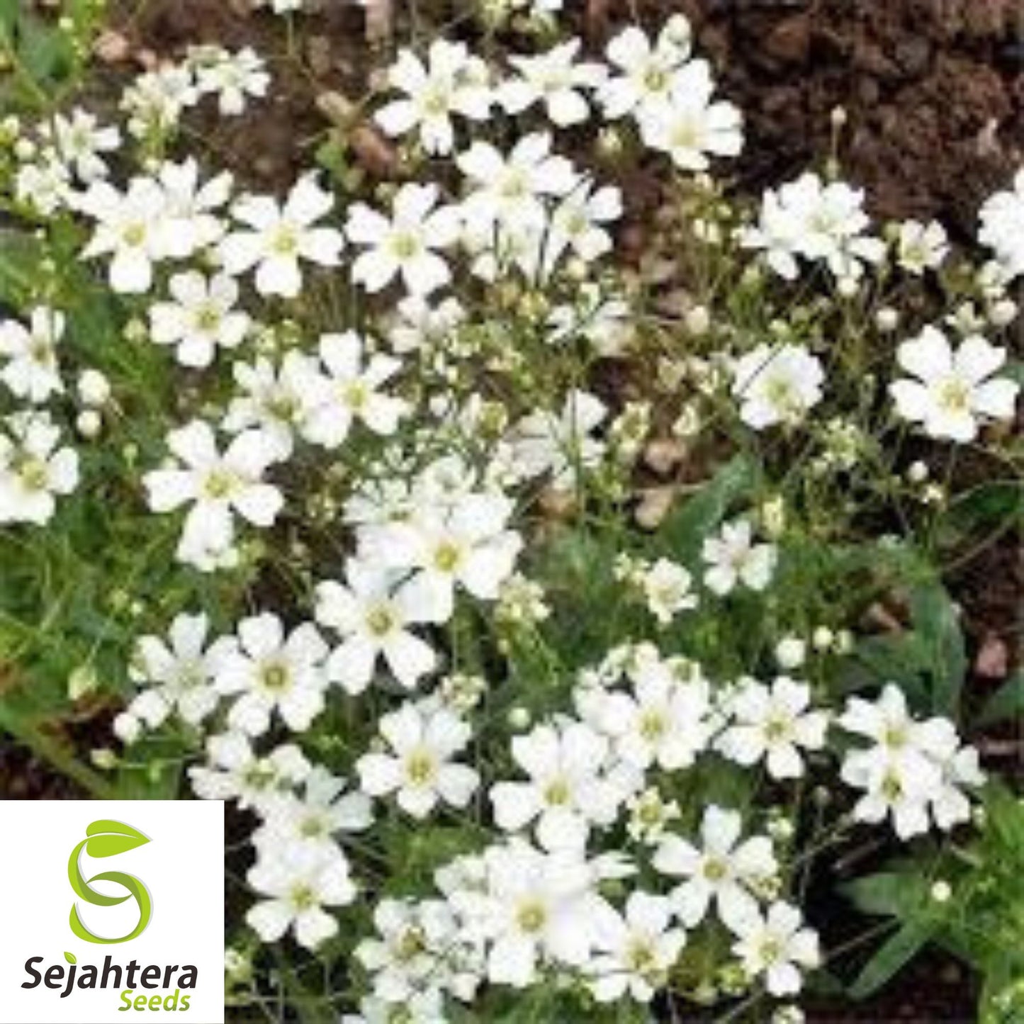 Baby's Breath Seeds 500+ White Flowers {Gypsophila elegans} Drought Tolerant