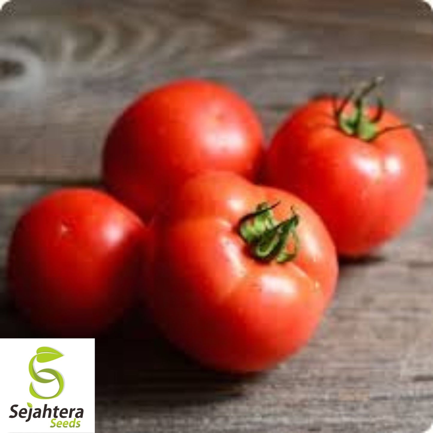 Siberian Tomato Seeds - 30+ Heirloom, Organic, Non-GMO & Cold Hardy