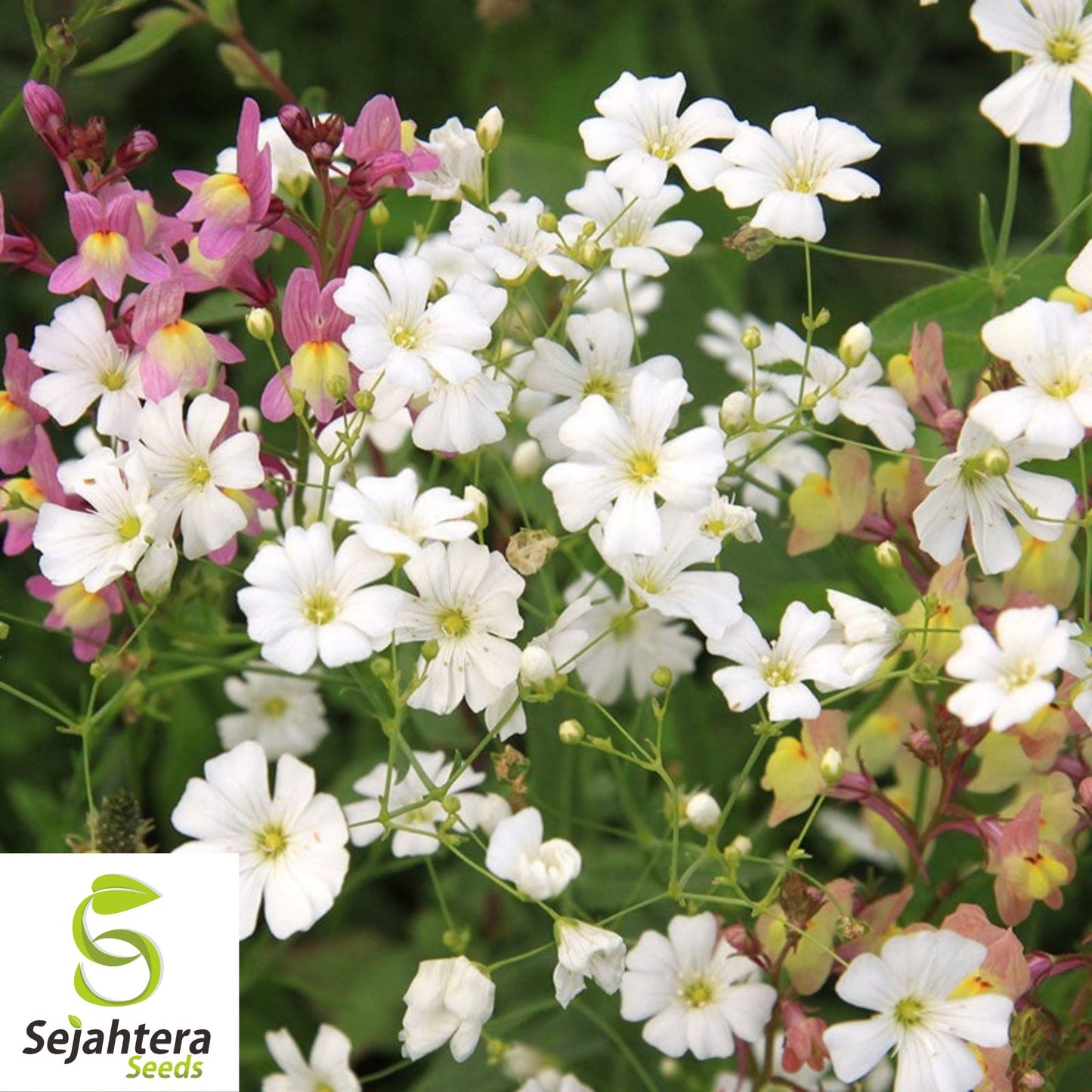 Baby's Breath Seeds 500+ White Flowers {Gypsophila elegans} Drought Tolerant