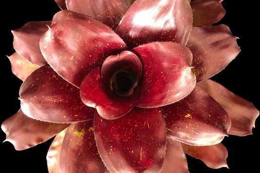 Bromeliad Plant Neoregelia Vacation - Tropical Indoor Houseplant - Vibrant Green Foliage - Neoregelia spp.