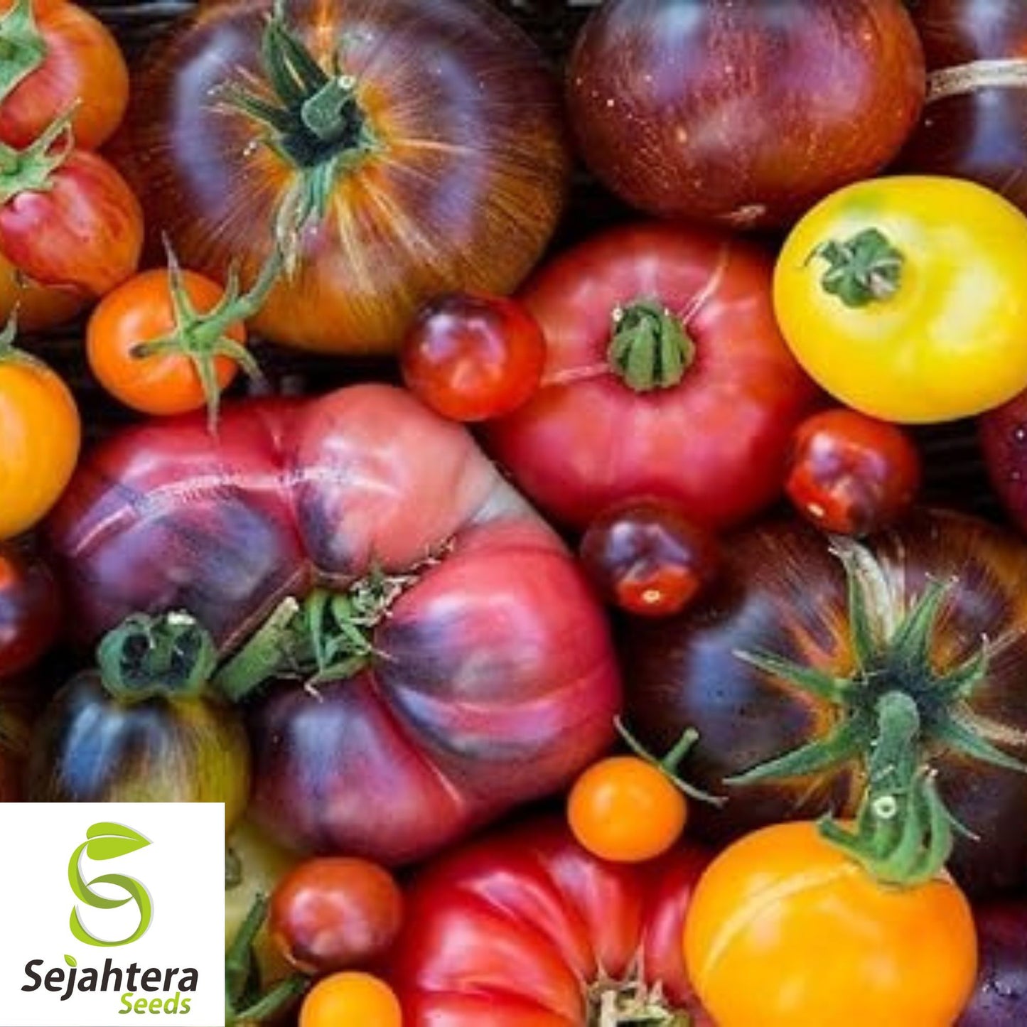 Rainbow Cherry Tomato Seeds - 120+ Heirloom - Organic, Non-GMO & Colorful
