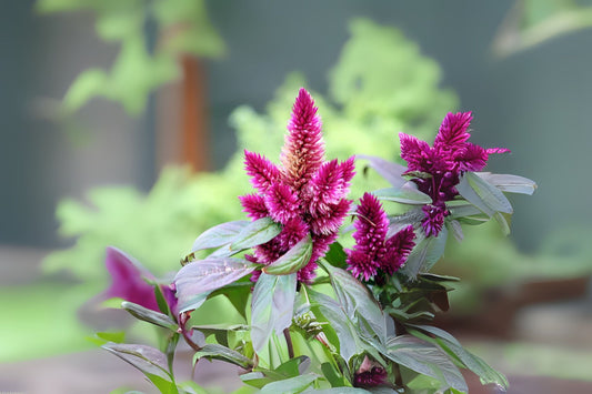 Celosia Argentea Seeds - 100x Edible Amaranth Seeds, Common Cockscomb, Easy to Grow, Fresh Seeds for Gardening