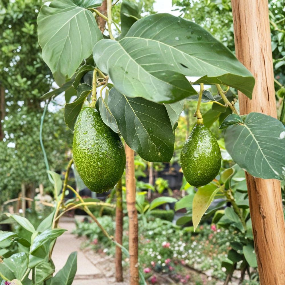 Dwarf Utado Avocado Tree – Persea americana  Live Avocado Plant | 1–2 Feet Tall | 3 Gallon Pot Cold Hardy Avocado • Compact Fruit Tree