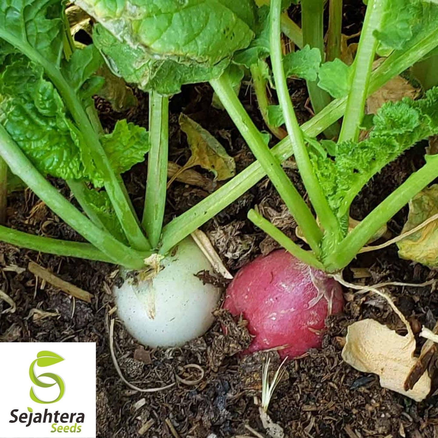 Radish Seeds 200 Ct | Easter Egg Blend Colorful Vegetable Garden NON-GMO USA
