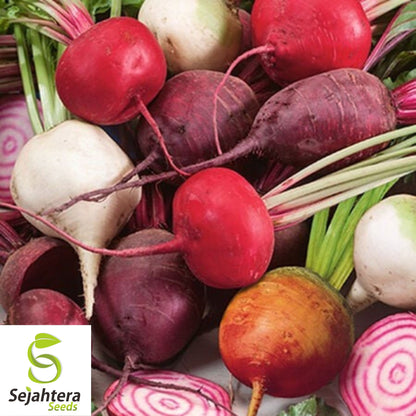 50 Rainbow Blend Beet Mix Seeds - Heirloom, Non-GMO, Multiple Colors