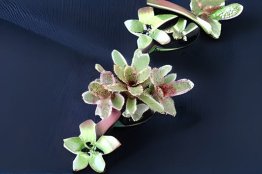 Neoregelia Gismo Bromeliad Plant in 4" Pot | Tropical Houseplant | Neoregalia Gismo | Indoor Plant Decor