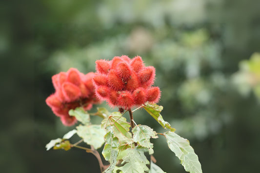 Achiote Annatto Lipstick Tree Lipsticktree (Bixa orellana)