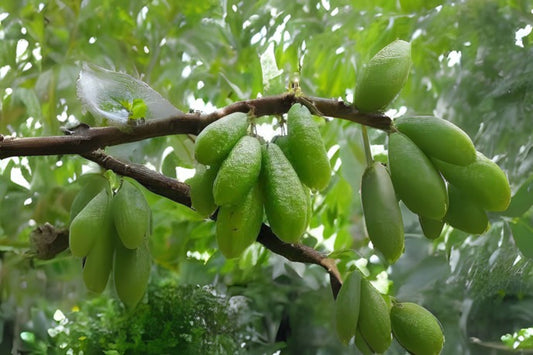 10x Fresh Bilimbi Seeds, Exotic Sorrel Cucumber, Averrhoa Bilimbi, Easy to Grow Fruit Tree Seeds, Ideal for Juices and Cooking