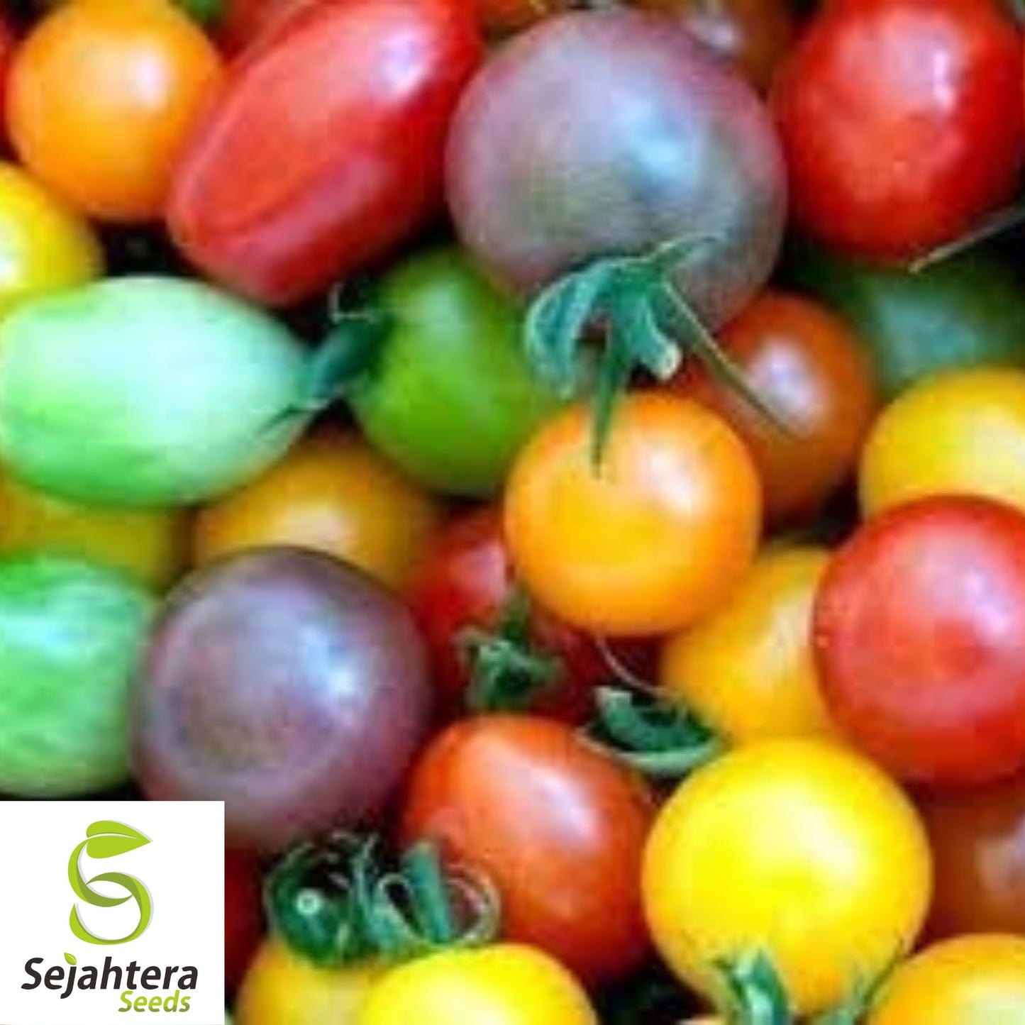 Rainbow Cherry Tomato Seeds - 120+ Heirloom - Organic, Non-GMO & Colorful