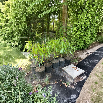 Alphonso Mango Tree – Mangifera indica Grafted Live Tree | 3–5 Feet Tall | 7 Gallon Size  Premium Indian Variety | Fast Fruiting | Ships to All States