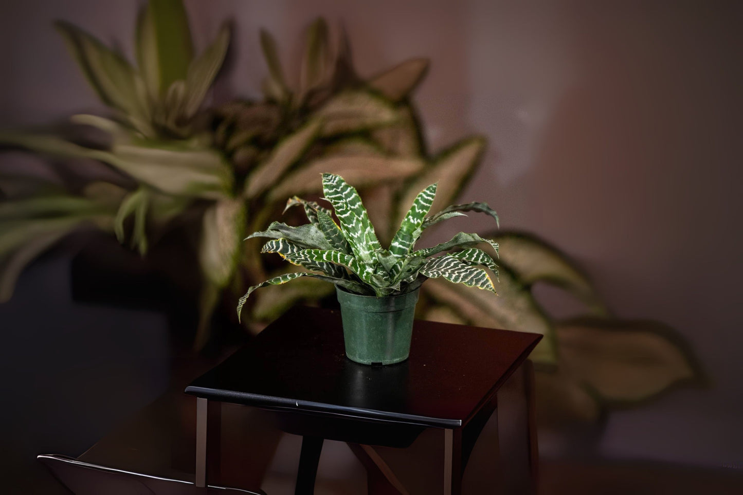 Cryptanthus Plant in 5" Pot, 'Betty Ann Prevatt' Variety, Green with Silver Banding, Cryptanthus spp.