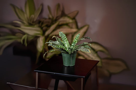 Cryptanthus Plant in 5" Pot, 'Betty Ann Prevatt' Variety, Green with Silver Banding, Cryptanthus spp.