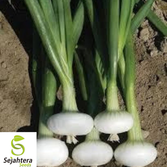 200+ Cipollini Onion Seeds - Yellow Sweet, Heirloom, Organic, Non-GMO & Fresh