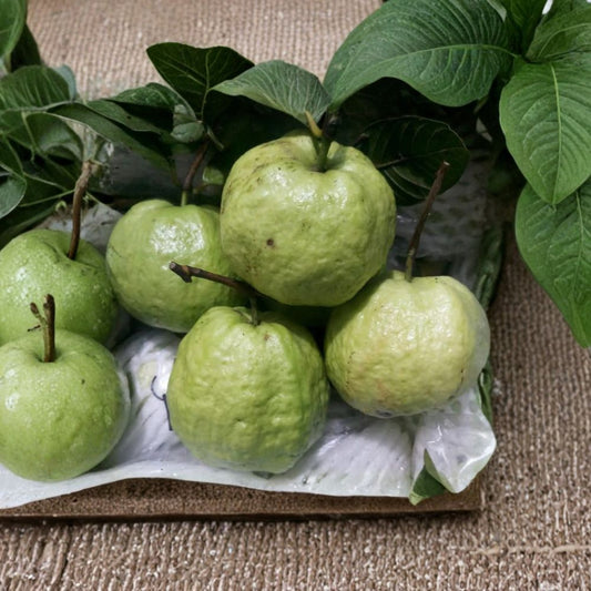 Ổi Nữ Hoàng – Queen Guava Live Fruit Plant | 1–2 Feet Tall | Includes 6” Nursery Pot  Sweet Aromatic Fruit | Compact Tropical Tree | Great for Containers
