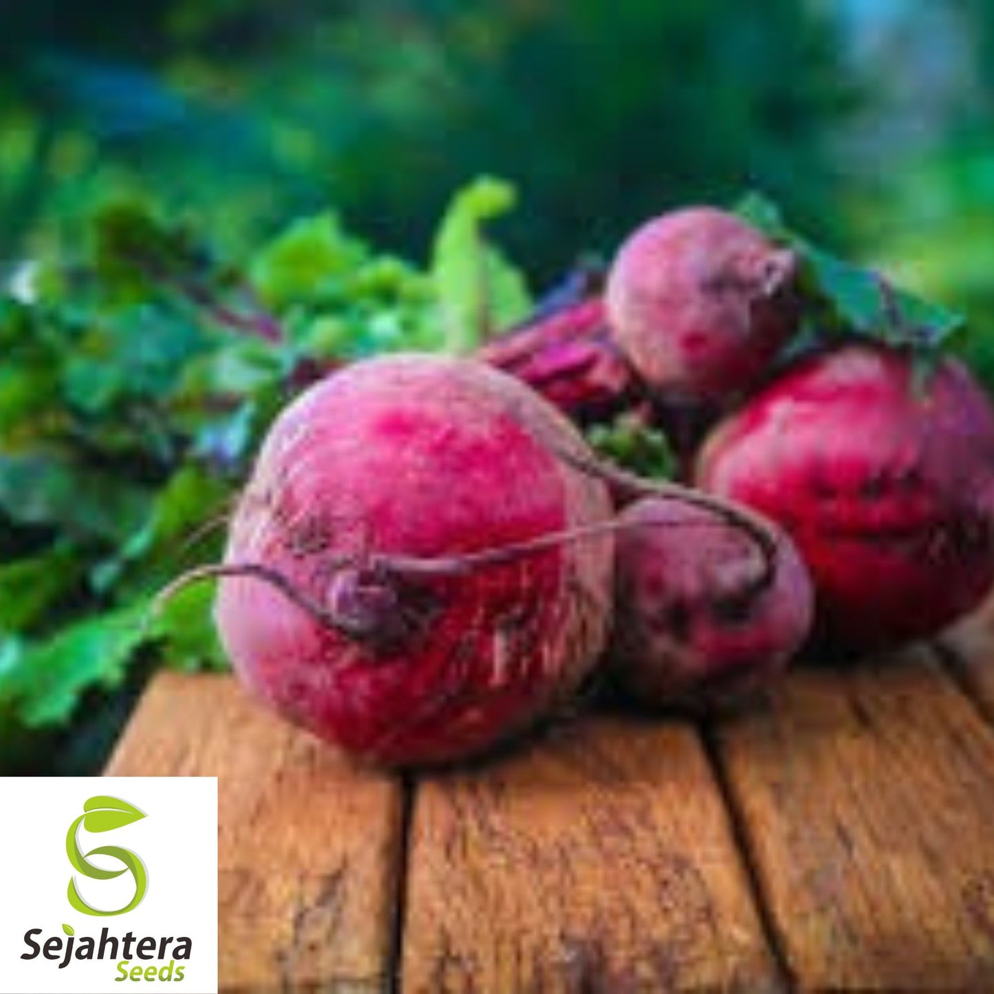 Detroit Dark Red Beet Seeds - 250+ Heirloom, Organic, Non-GMO & Sweet