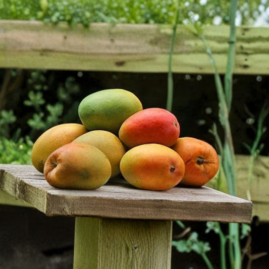 Alphonso Mango Tree – Mangifera indica Grafted Live Tree | 3–5 Feet Tall | 7 Gallon Size  Premium Indian Variety | Fast Fruiting | Ships to All States