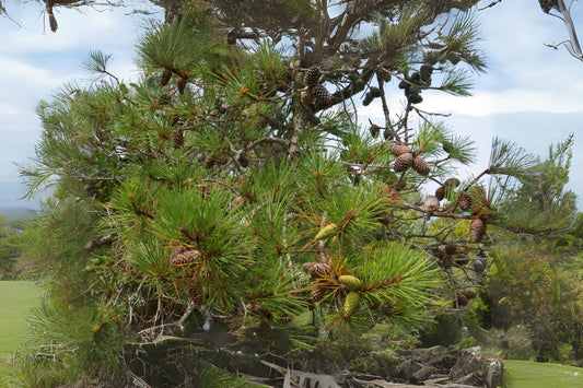 Improved Loblolly Pine (Pinus taeda Improved)
