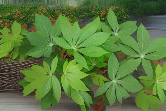 5 Cuttings Sweet Yuca, Cassava, Manihot esculenta, Tree Plant Root Clippings, Fresh, Organic, Pesticide-Free