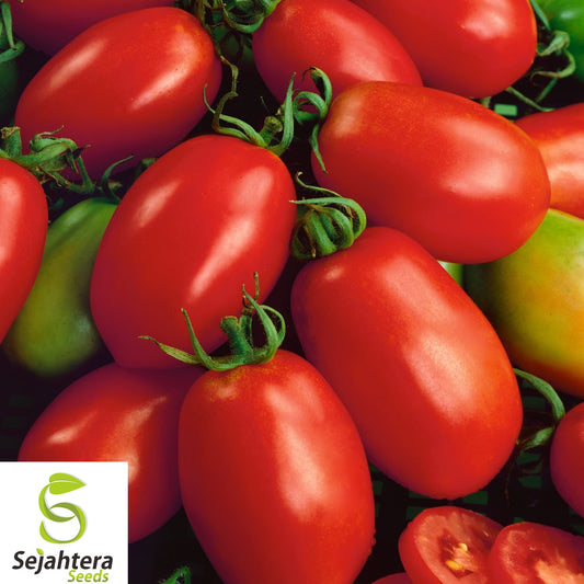 10+ Napoli Tomato Seeds - Heirloom, Organic, Non-GMO, Sweet & High-Yield Variety
