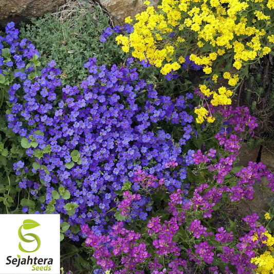 Cascade Blue Rock Cress Seeds {Aubrieta Hybrida Superbissima} 100 Seeds