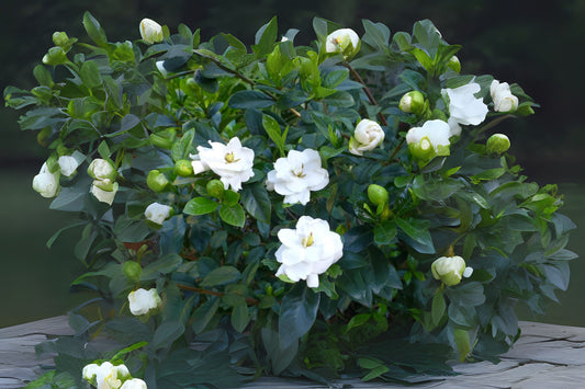 Fragrant Gardenia Plant - Large Cape Jasmine - Gardenia jasminoides - White Blooms, Glossy Leaves, Indoor/Outdoor Shrub