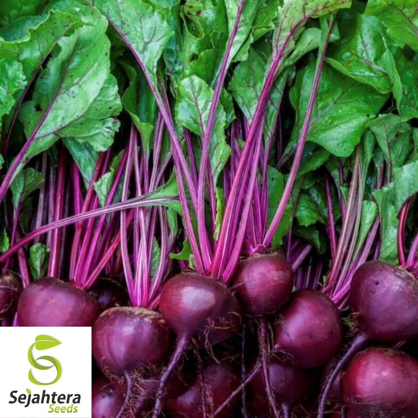 50 Lutz Green Leaf Red Stem Beet Seeds - Heirloom, Non-GMO, Winterkeeper Variety