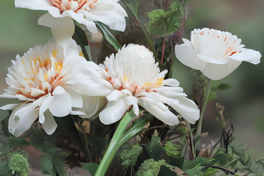 White Torch Ginger Rhizome - Freshly Harvested Etlingera elatior - Tropical Exotic Flower - Free Shipping Included