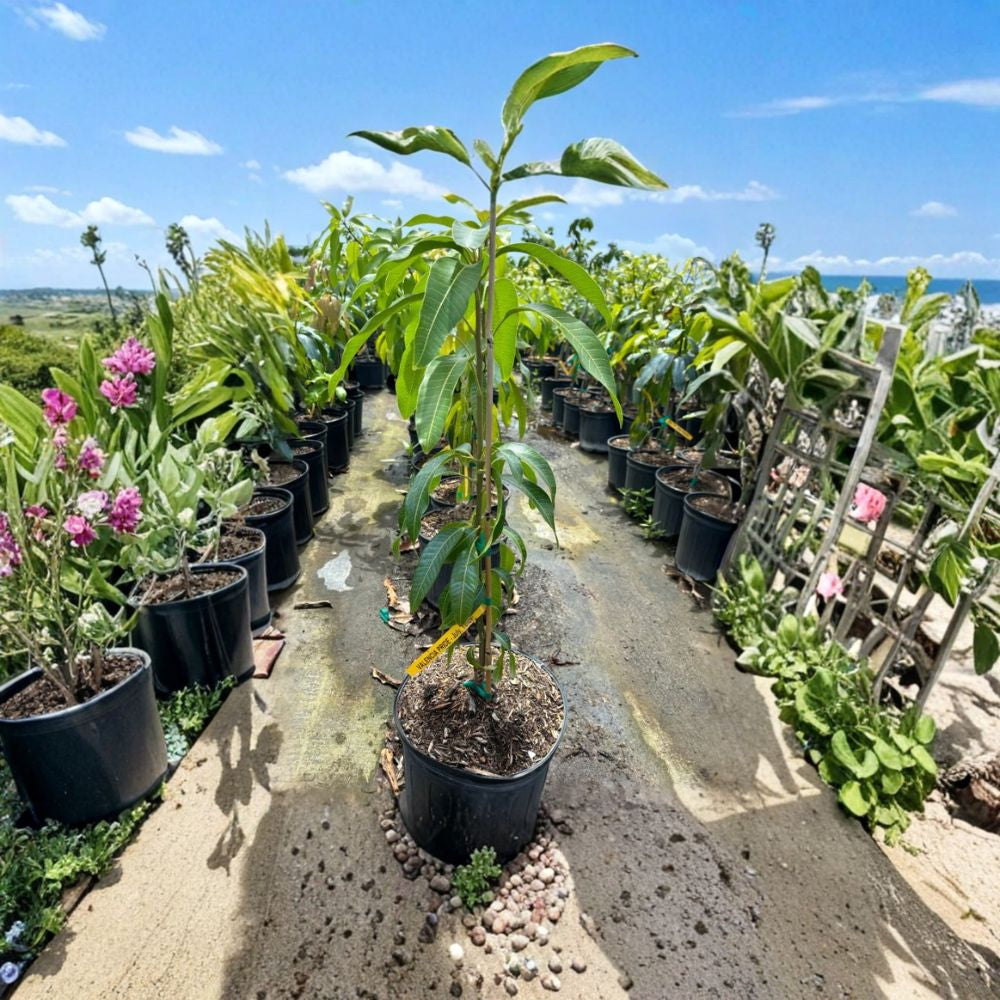 Valencia Pride Mango Tree – Mangifera indica Live Grafted Tree | 2–3 Feet Tall | 3-Gal Pot  Florida Favorite | Large Sweet Fiberless Fruit | No Ship to CA, HI, PR, GU, AK
