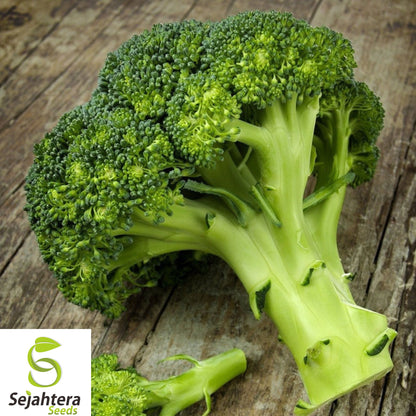 Waltham 29 Broccoli Seeds - 1000+ Heirloom, Organic, Non-GMO & Fresh