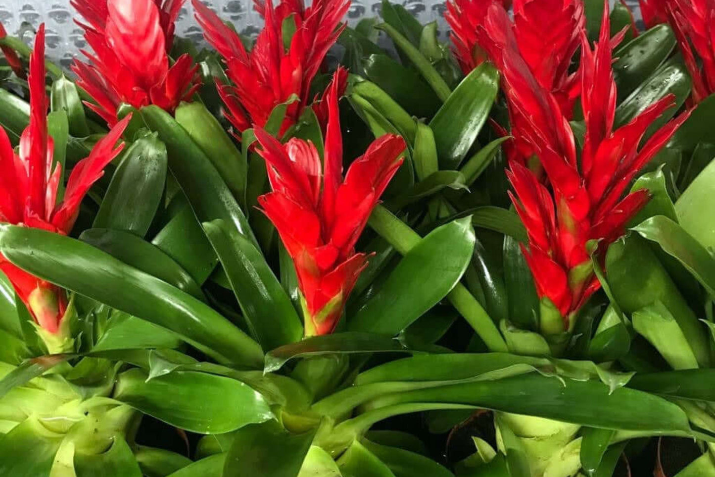 Bromeliad Plant Vriesea Splenreit 4" Pot - Tropical Houseplant for Indoor Decor, Air Purifying, Easy Care, Live Plant