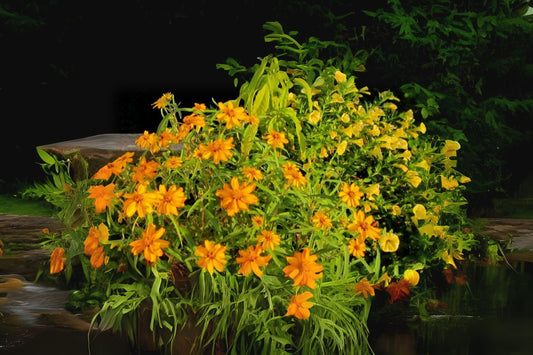 Bright Yellow Narrowleaf Zinnia Plant 6in Pot - Zinnia angustifolia - Easy-Care Annual Flower for Garden Borders & Containers