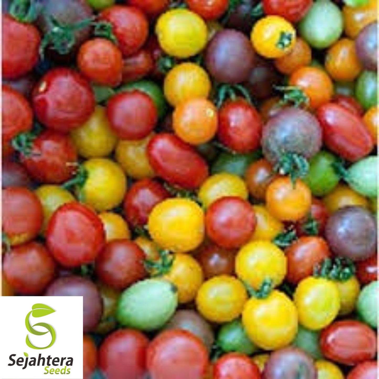 Rainbow Cherry Tomato Seeds - 120+ Heirloom - Organic, Non-GMO & Colorful