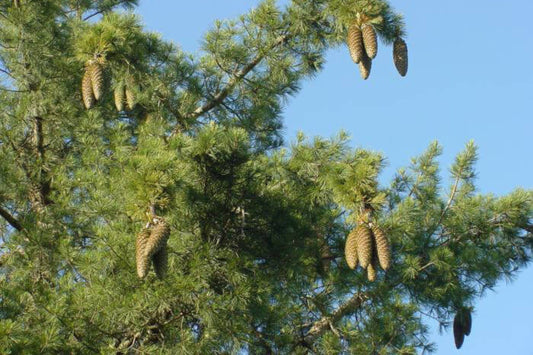 Sugar Pine (Pinus lambertiana)