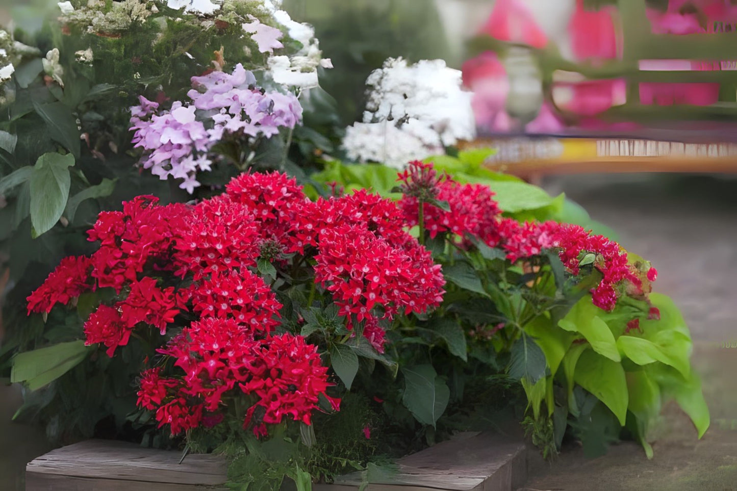 Large Red Pentas Plants, Qty 4, Butterfly Magnet, Pentas lanceolata, 6in Pot, Vibrant Garden Flowers