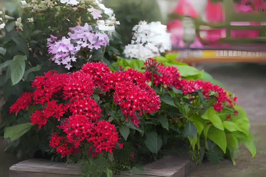 Large Red Pentas Plants, Qty 4, Butterfly Magnet, Pentas lanceolata, 6in Pot, Vibrant Garden Flowers