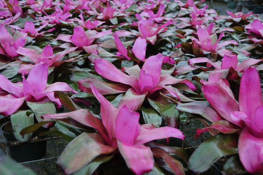 Bromeliad Neoregelia Tatiana 6" Pot - Dark Green Foliage with Purple-Magenta Top, Neoregelia Tatiana (USPP22,563P2)