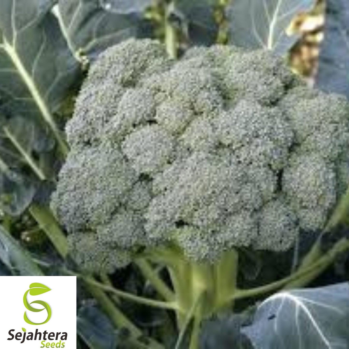 Waltham 29 Broccoli Seeds - 1000+ Heirloom, Organic, Non-GMO & Fresh