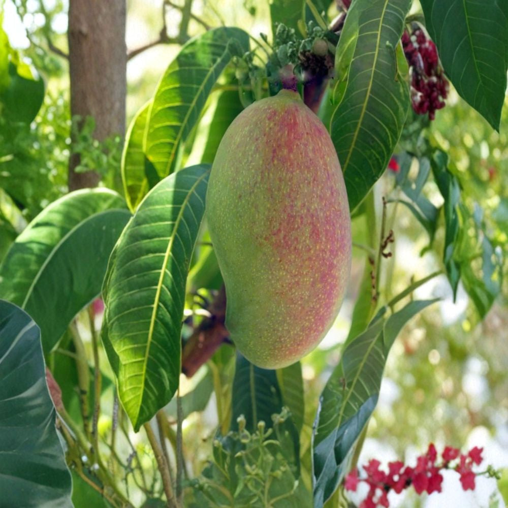 Valencia Pride Mango Tree – Mangifera indica Live Grafted Tree | 2–3 Feet Tall | 3-Gal Pot  Florida Favorite | Large Sweet Fiberless Fruit | No Ship to CA, HI, PR, GU, AK