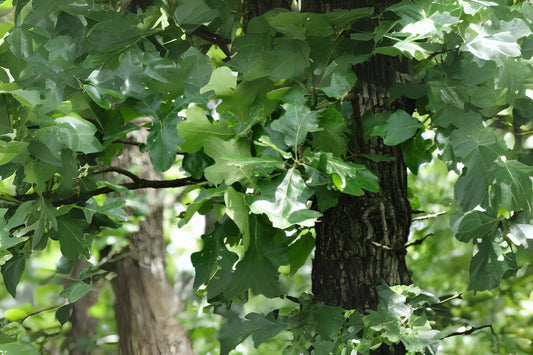 Post Oak (Quercus stellata)