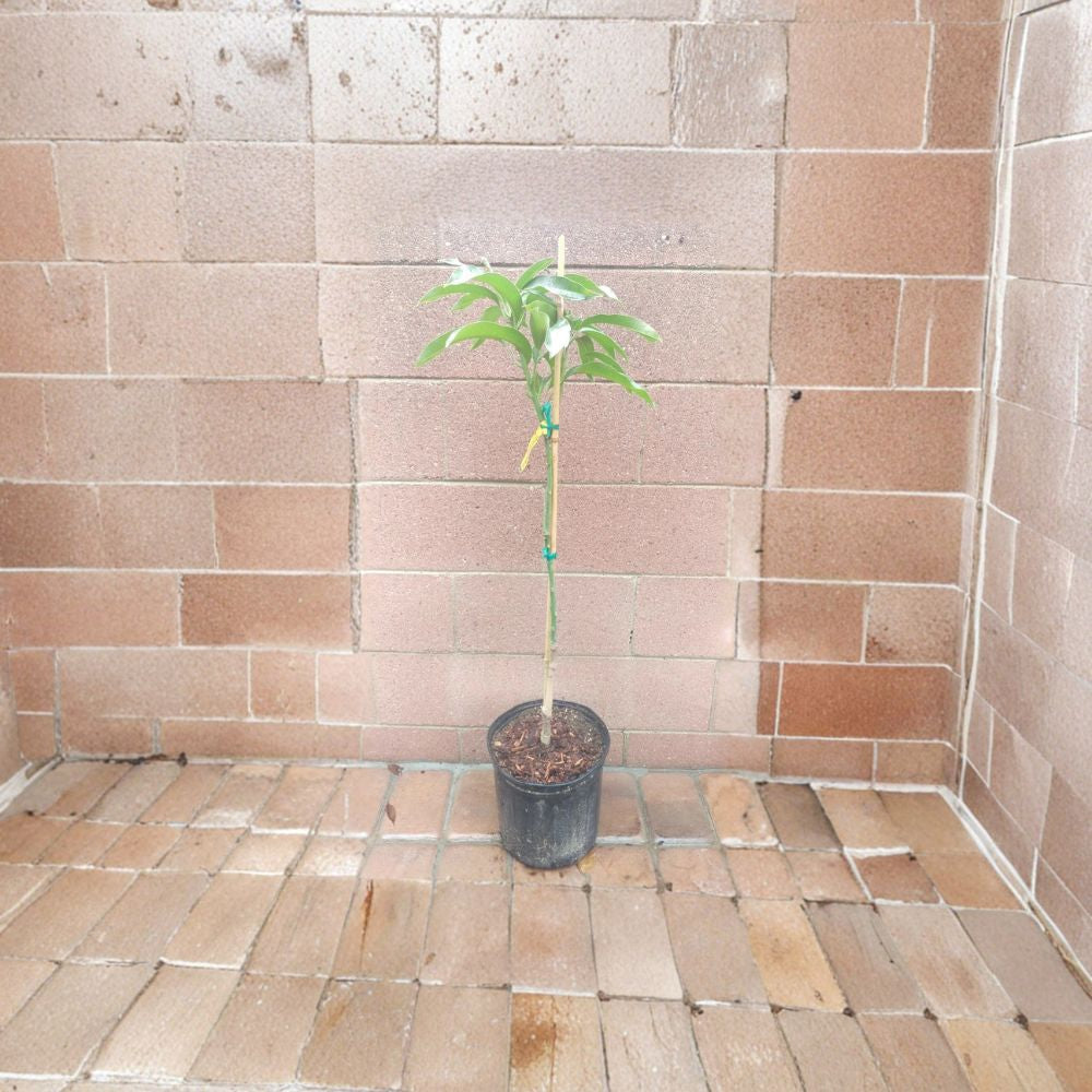 Glenn Mango Tree – Mangifera indica Grafted Live Tree | 3–4 Feet Tall | 3-Gal Size  Sweet Silky Flavor | Compact & Disease Resistant | Home Garden Favorite