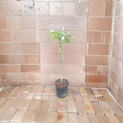 Glenn Mango Tree – Mangifera indica Grafted Live Tree | 3–4 Feet Tall | 3-Gal Size  Sweet Silky Flavor | Compact & Disease Resistant | Home Garden Favorite