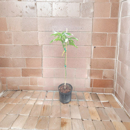 Glenn Mango Tree – Mangifera indica Grafted Live Tree | 3–4 Feet Tall | 3-Gal Size  Sweet Silky Flavor | Compact & Disease Resistant | Home Garden Favorite
