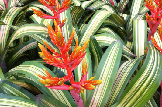Bromeliad Plant 9" Aechmea Patricia's Secret - Tropical Indoor Houseplant for Home Decor, Live Plant, Easy Care