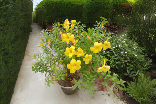 Allamanda Plant Set of 3 - Golden Trumpet Blooms - Allamanda cathartica - Tropical Garden Shrub - Yellow Bell Flowers