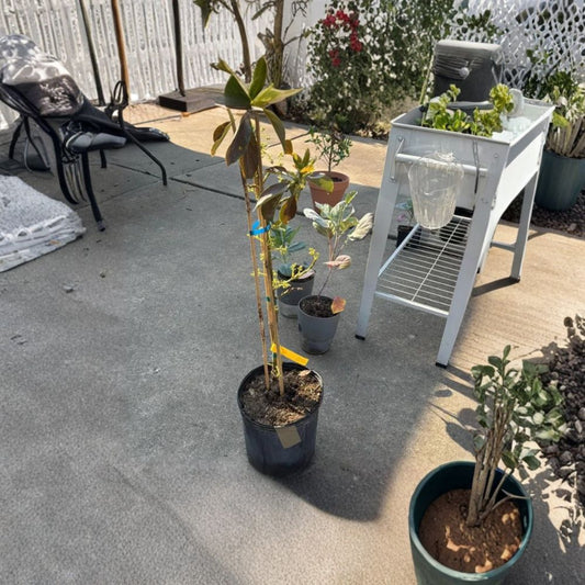 Russell Avocado Tree – Persea americana  Live Avocado Plant | 2 Feet Tall | 3 Gallon Pot Tropical Fruit Tree • Healthy Live Plant