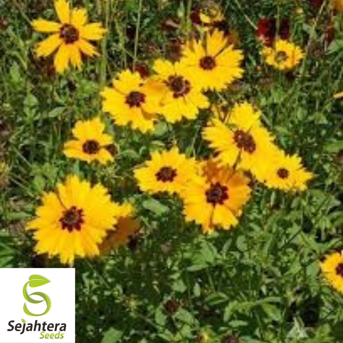 Golden Wave Tickseed Seeds 300+ | Coreopsis basalis Annual Flower USA