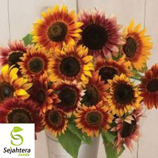 Autumn Beauty Sunflower Seeds - 50+ Heirloom - Organic, Non-GMO & Colorful