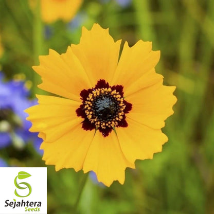 Golden Wave Tickseed Seeds 300+ | Coreopsis basalis Annual Flower USA