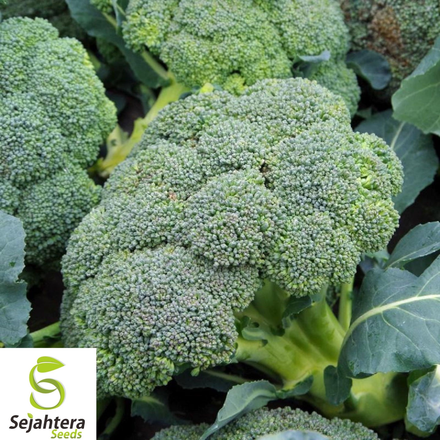 Waltham 29 Broccoli Seeds - 1000+ Heirloom, Organic, Non-GMO & Fresh