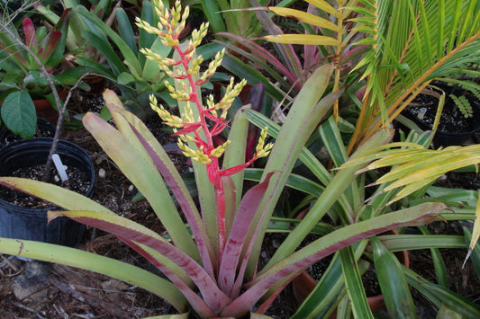 Bromeliad Plant 8" Aechmea 'Greg' - Tropical Indoor Houseplant, Vibrant Foliage, Low Maintenance, Perfect for Home Decor